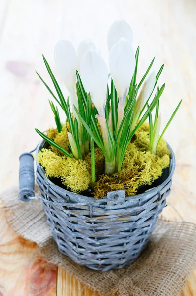 Krokusse im Topf — Stockfoto