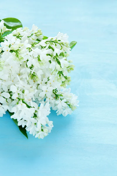 Weißer Flieder auf blauem Hintergrund — Stockfoto