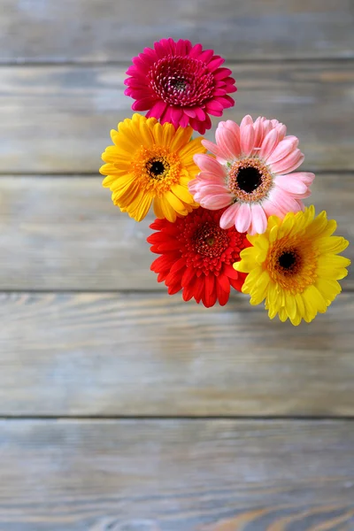 Ζωηρόχρωμα λουλούδια - ζέρμπερες — Φωτογραφία Αρχείου