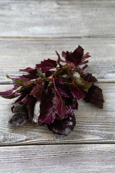 Fragrant purple basil leaves — Stock Photo, Image