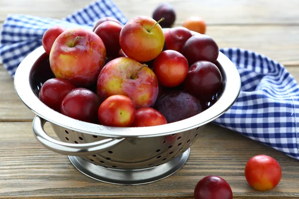 Harvest fresh plums in a colander — Stock Photo, Image