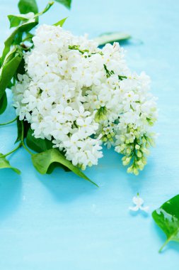  Leylak mavi bir arka plan üzerinde