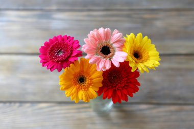 taze çok renkli gerbera