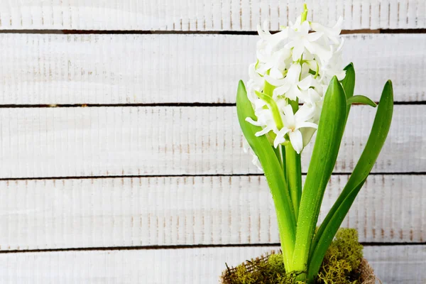 White flower on a background of white boards — Stock Photo, Image