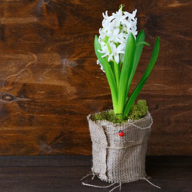 tencerede beyaz bahar sümbül çiçeği