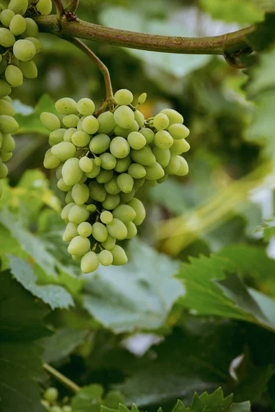 Gros Plan Raisin Suspendu Branche Dans Concept Vin Récolte Jardin — Photo