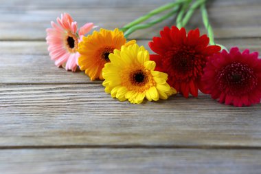 kurullarında gerbera güzel çiçekler