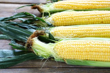 kurullarında taze tatlı mısır koçanı