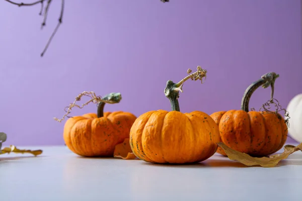 Trois Citrouilles Orange Sur Fond Violet Espace Copie Automne — Photo