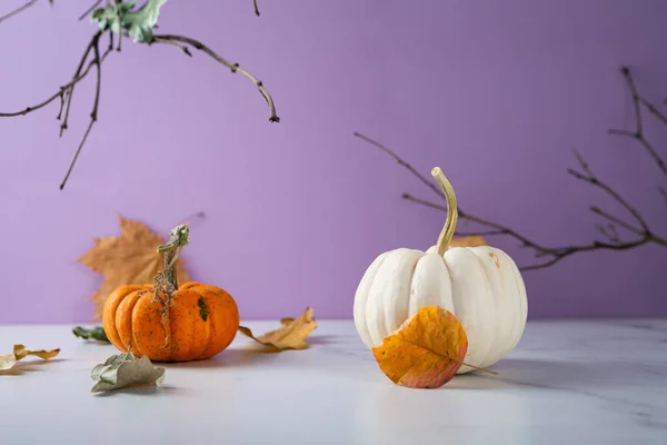 Halloween Fond Couleur Avec Citrouille Espace Copie Vente Automne — Photo