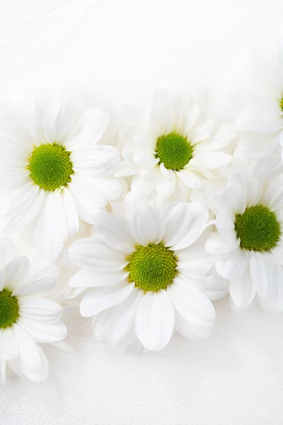 Overhead Syn Vita Tusensköna Blommor Vit Yta — Stockfoto