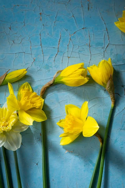 Όψη Των Κίτρινων Ανοιξιάτικων Λουλουδιών Μπλε Επιφάνεια — Φωτογραφία Αρχείου