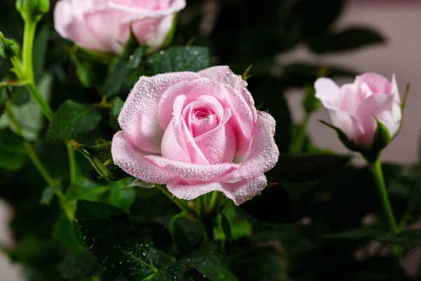 Nahaufnahme Von Rosa Rosenpflanzen Mit Wassertropfen Gartenkonzept — Stockfoto