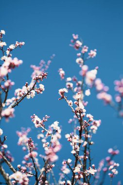 Çiçek arkaplanlı dallar açan bahar ağacı.