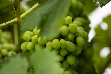  Bahçe hasadında üzüm dalına asılmış. 