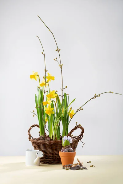 Spring Daffodils Flowers Basket Branches Narcissus Garden Concept — стоковое фото