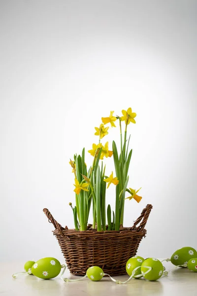 Spring Daffodils Flowers Basket Narcissus Easter Concept — Stock Photo, Image
