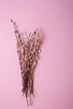 Pussy willow branches on pacific pink surface spring concept
