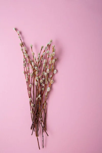 Pussy Willow Branches Pacific Pink Surface Spring Concept — Stock fotografie