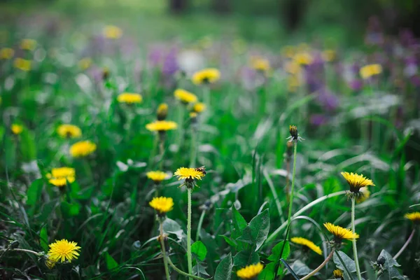 Zielony Wiosna Łąka Krajobraz Żółtymi Kwiatami — Zdjęcie stockowe