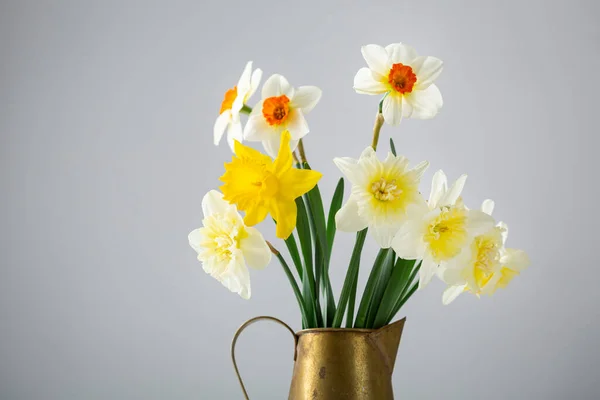 Conjunto Flores Narcisas Primavera Maceta — Foto de Stock