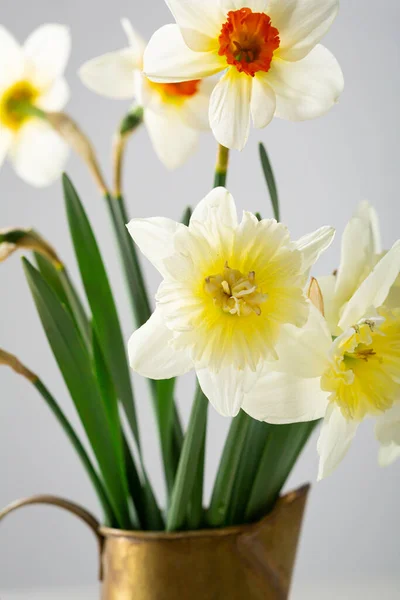 Jarní Květiny Narcis Hrnci Detailní — Stock fotografie