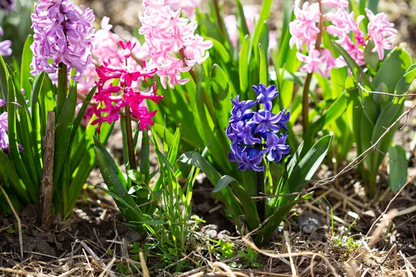 Blommande Blommor Hyacint Utomhus Våren — Stockfoto