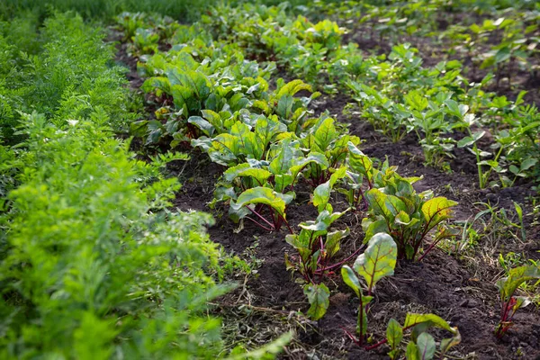 Organic Beetroot Carrot Plants Outdoor Farmland — Stock Photo, Image