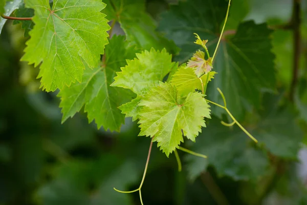 Молоде Зелене Листя Виноградної Гілки Фоні Природи Стокове Фото