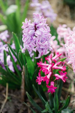 Doğada açan bahar çiçeklerine yakın sümbül.