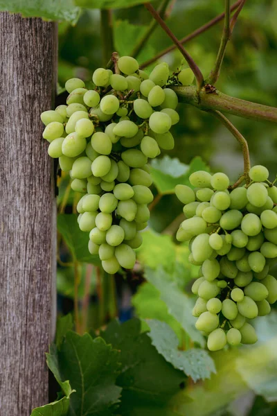 Deux Grappes Raisin Suspendues Branche Dans Concept Vin Récolte Jardin — Photo