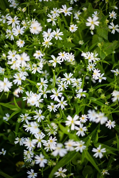 Vita Vilda Blommor Grön Natur Bakgrund — Stockfoto