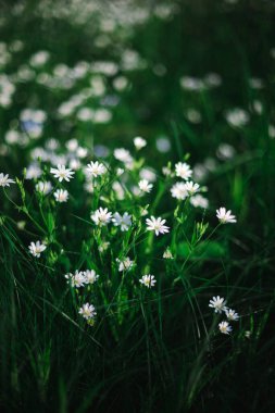 Küçük beyaz çiçekli yeşil doğa arka planı