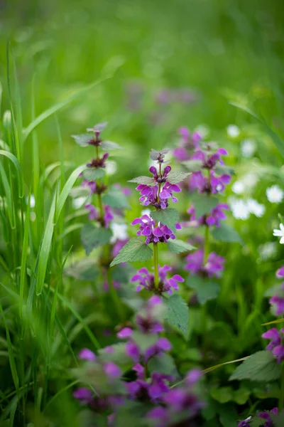 Fleur Pourpre Sur Fond Nature Prairie Printemps Lumière — Photo