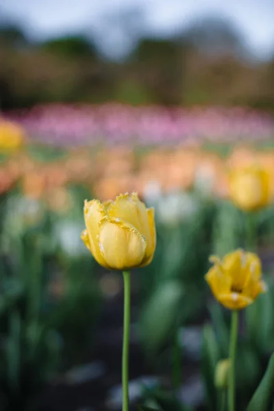 Frühling Feldgarten Mit Der Blüte Der Gelben Tulpen Natur — Stockfoto