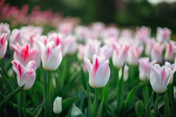 Frühling Feldgarten Mit Blühenden Tulpen Natur — Stockfoto