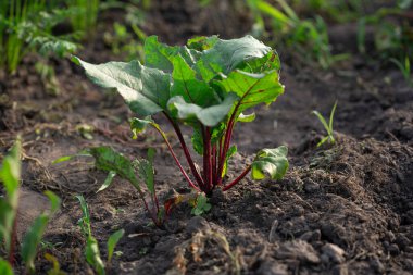 Topraktaki organik bahçede küçük bir pancar kökü.
