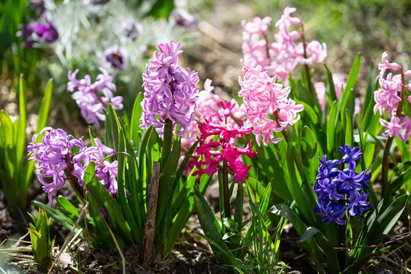Zonnig Bloeiende Bloemen Hyacint Rood Roze Natur — Stockfoto