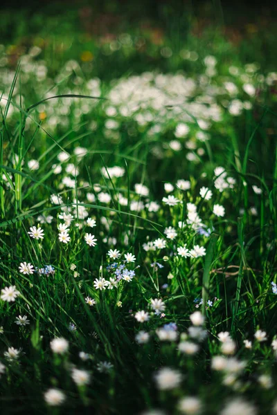 Zielona Natura Tło Małymi Białymi Kwiatami Zewnątrz — Zdjęcie stockowe