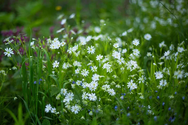 Biały Dzikie Kwiaty Zielony Trawa Natura Tło — Zdjęcie stockowe
