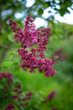 Bahçe baharı kavramında leylak çiçeklerini kapat