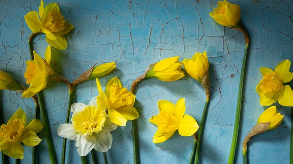 Overhead View Yellow Spring Flowers Daffodils Blue Surface — Foto Stock