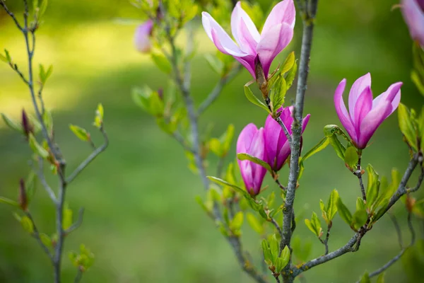 Blommande Magnoliaträd Trädgården Vårkoncept — Stockfoto