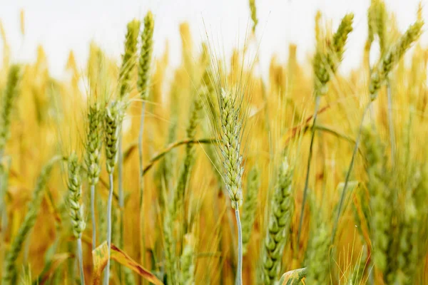 Spikelet Wheat Field Harvest Sing — Stock Photo, Image