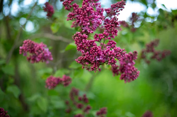 Blooming Lilac Bush Garden Spring Concept — ストック写真