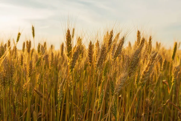 Field Ripe Wheat Spikelets Close Food Harvest — Photo