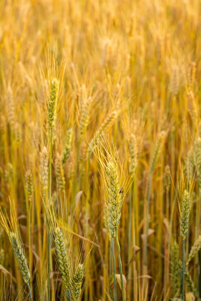 Close Campo Trigo Amarelo Com Grãos Comida Livre — Fotografia de Stock