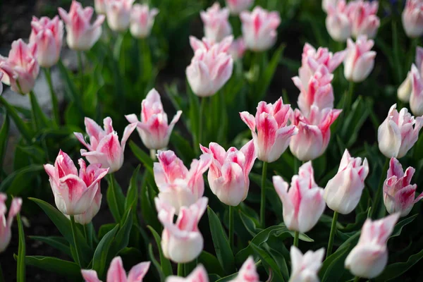 Natur Hintergrund Weiß Rosa Tulpen Feld Von Oben — Stockfoto