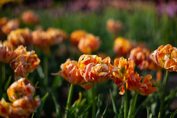 Natur Hintergrund Orange Tulpen Feld Sommer Konzept — Stockfoto