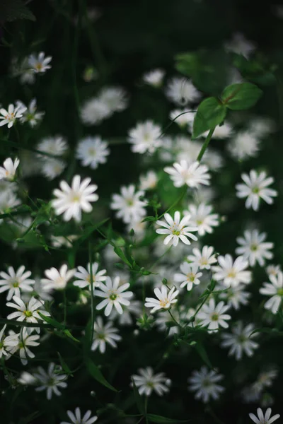 有白色夏季花的绿色自然背景 — 图库照片